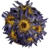 Blue Lotus Flower (O)